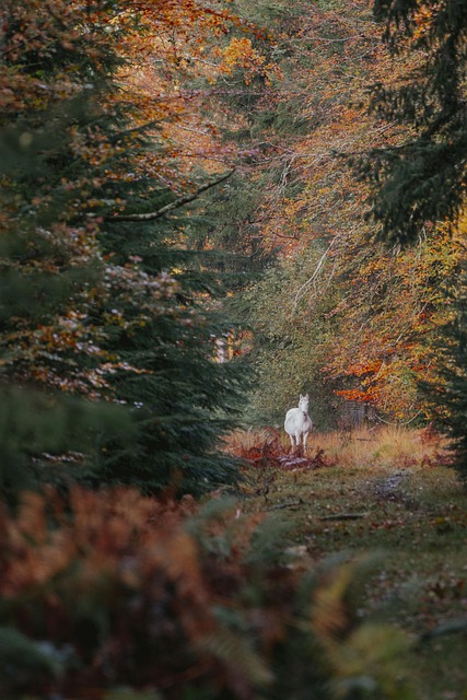 Hest, Skov, Natur, Efterår, Landskab