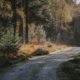 Grus, Sti, Vej, Gå, Natur, Landskab