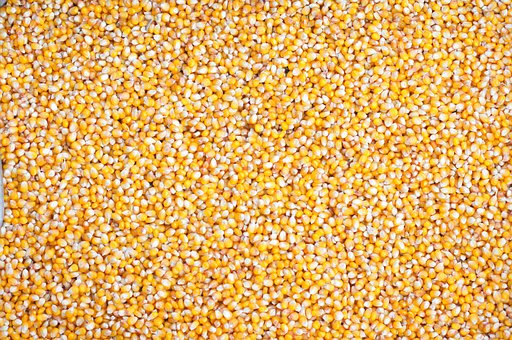 Hintergrund, Corn, Saatgut, Grains, Gelb