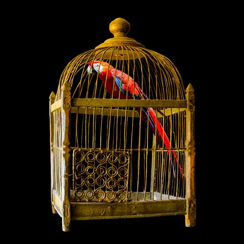 880 Koleksi Gambar Burung Dalam Sangkar Gratis