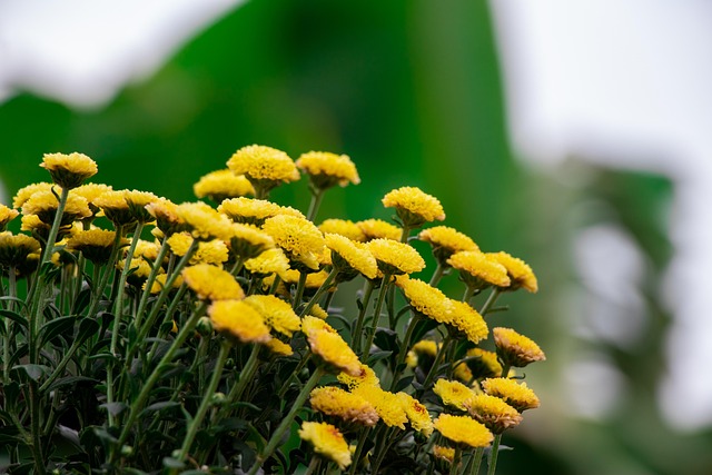 Free Yellow Flower Leaf photo and picture