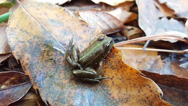 Broască, Natură, Pădure, Animal, Verde