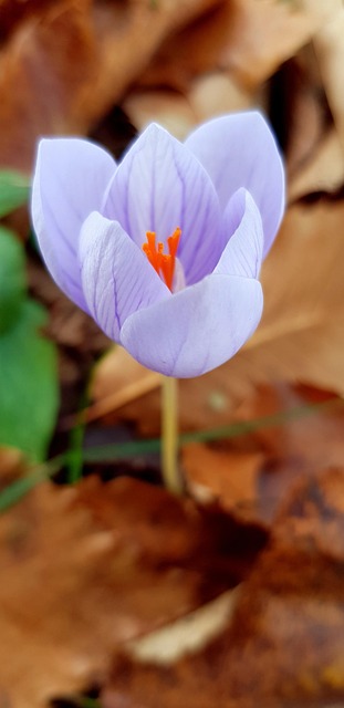 Floare, Flori Frumoase, Tapet Cu Flori