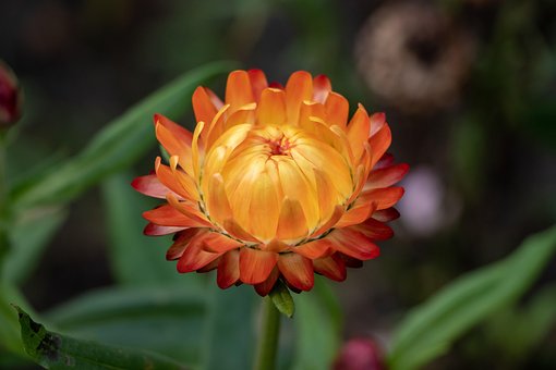 Free Autumn Flower photo and picture