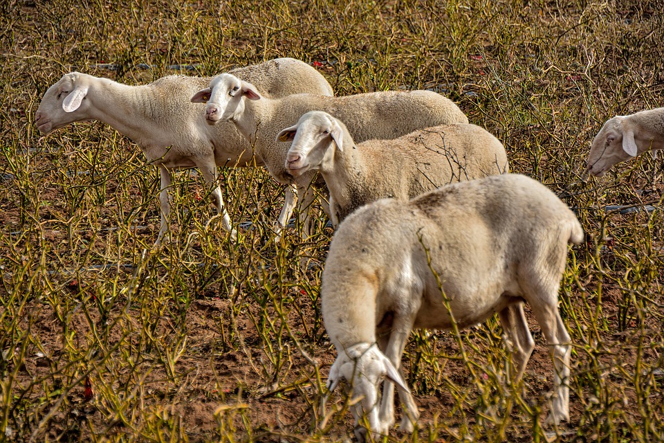 Flock Sheep Cattle Raising Free photo on Pixabay Pixabay