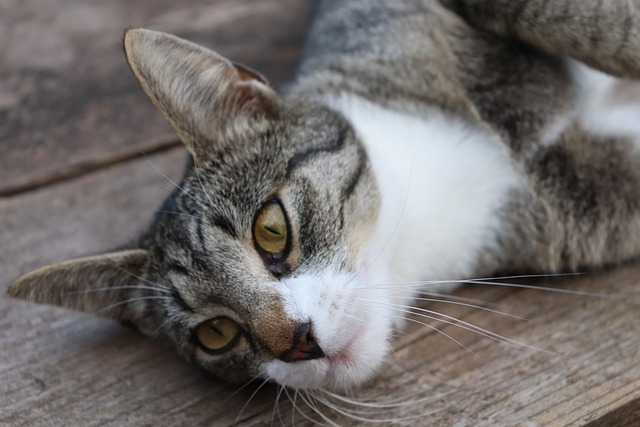 Free Cat Lie photo and picture