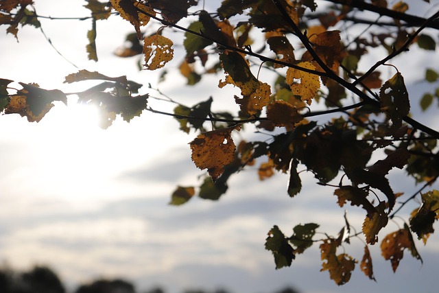 Free Nature Sun photo and picture