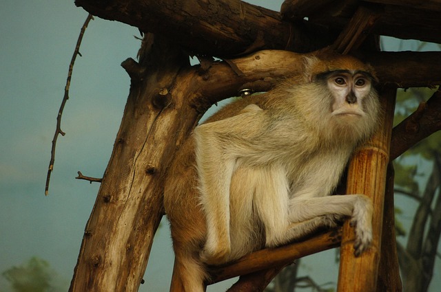 Mono, Rama, Animal, Árbol, Exótico