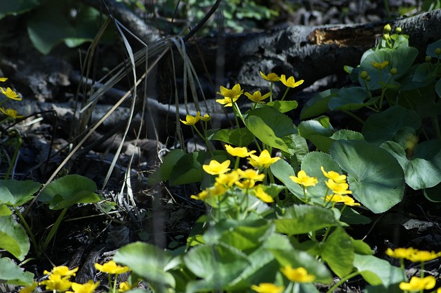Amarillo, Flor, En Virtud De Madera