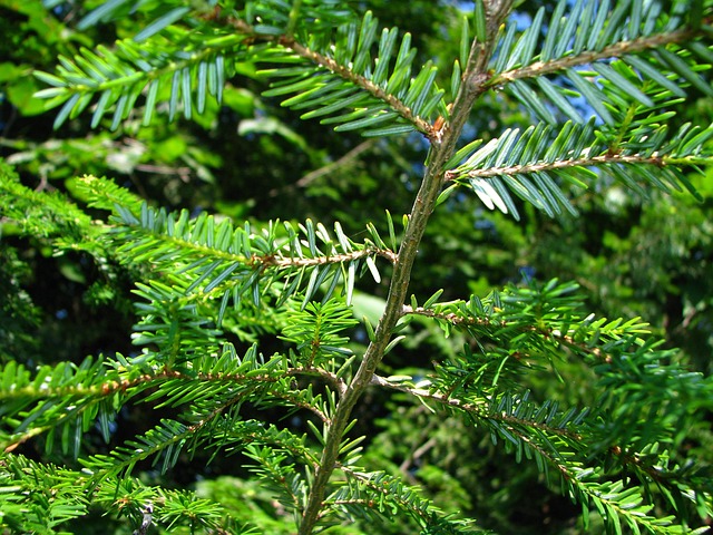 Espineta, Naturaleza, Bosque, Cultivo