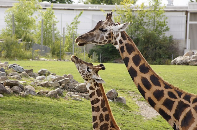 Jirafas, Madre, Bebé, Linda, Amor, Zoo