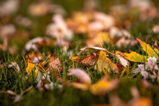 Free Fall Autumn photo and picture
