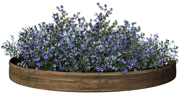 Blume, Natur, Garten, Blumentopf