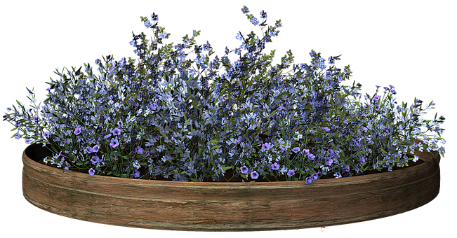 Free Flower Nature illustration and picture