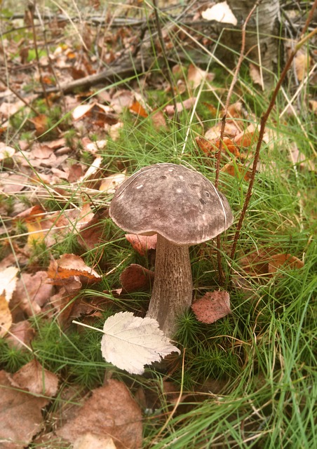 Free Mushroom Forest photo and picture