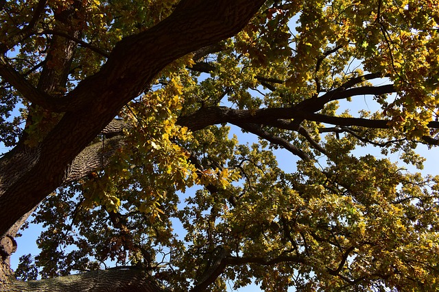 Free Old Oak Tree Autumn photo and picture