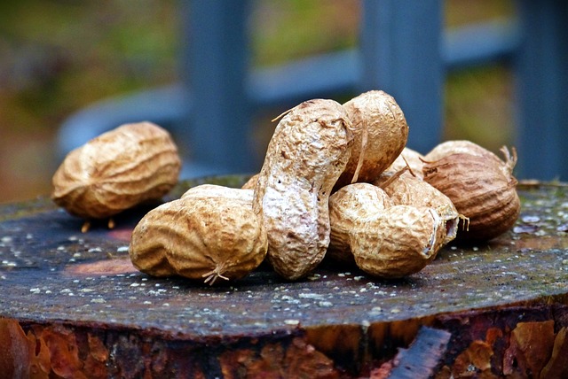 Free Nuts Pet Food photo and picture