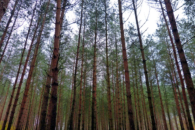 Free Trees Forest photo and picture