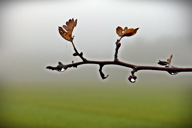 Free Fall Branch photo and picture