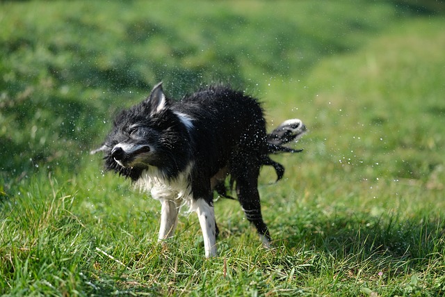 Collie, Natur, Border Collie, Der Hund