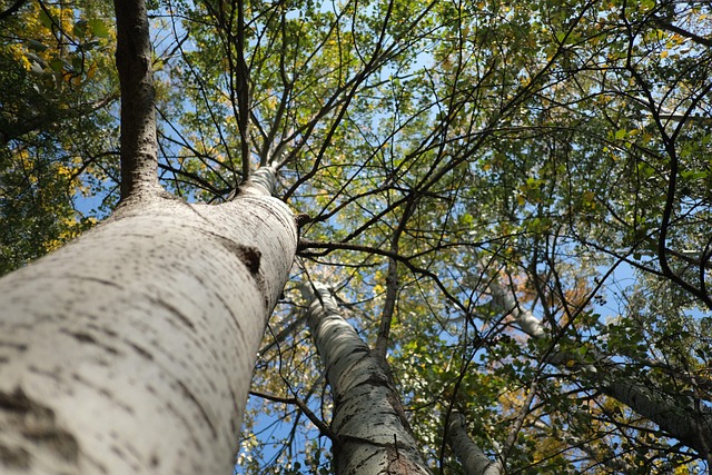 Birke, Ein Baum, Bäume, Bellen, Geäst