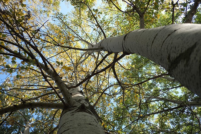 Birke, Ein Baum, Bäume, Bellen, Natur