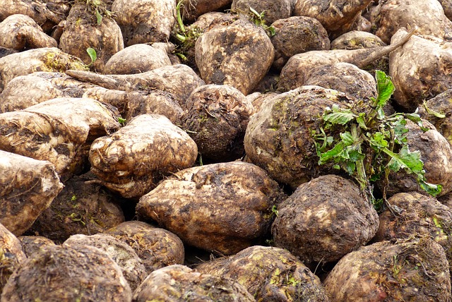 Free Sugar Beet Turnip photo and picture