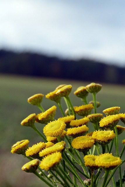 Free Flower Yellow photo and picture