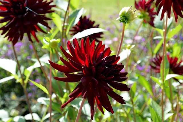 Free Asters Beautiful Flowers photo and picture