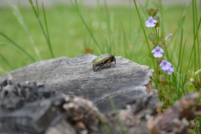 Free Beetle Tree Stump photo and picture