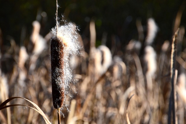 Free Reed Autumnal photo and picture