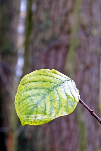 Free Leaf Fall photo and picture