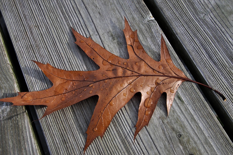 Seasons November Lived - Free photo on Pixabay
