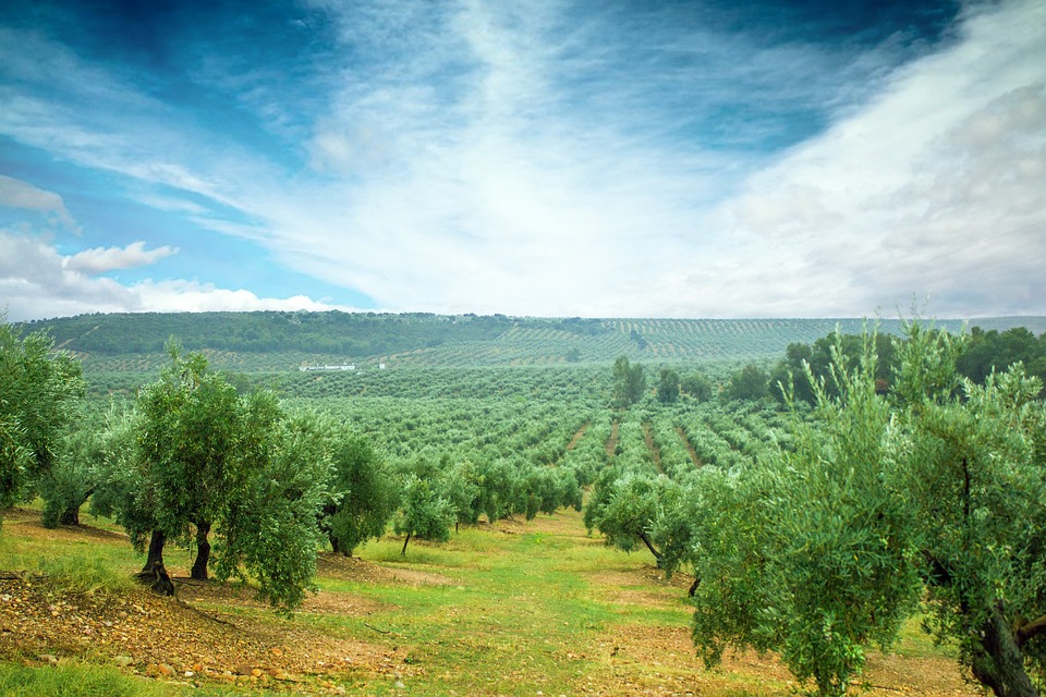 Olivar de Jaén