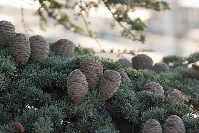 Free Spruce Cone photo and picture