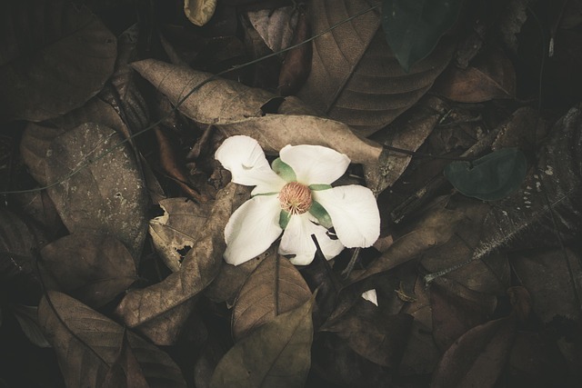 Free White Flower Wild photo and picture