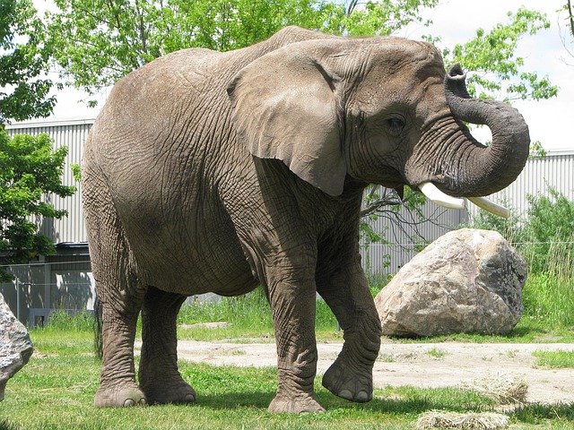 Elefante, Zoo, Animal, Naturaleza