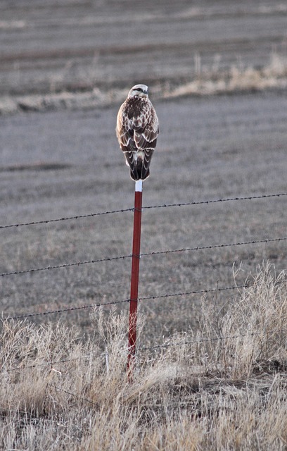 Free Hawk Raptor photo and picture