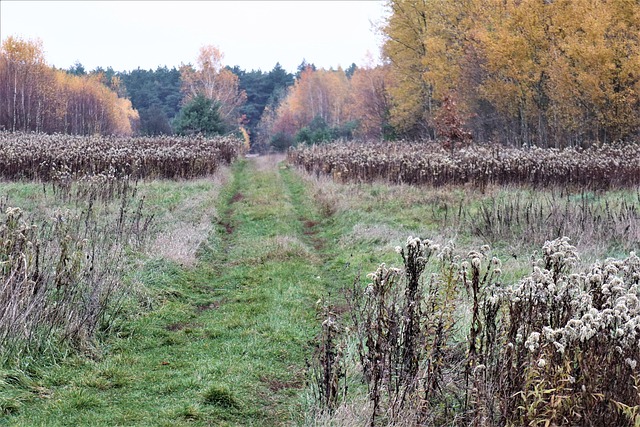 november, landscape, meadow, walk, in the fall, mood, november, november, november, november, november