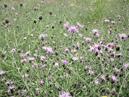 Free Purple Asters photo and picture