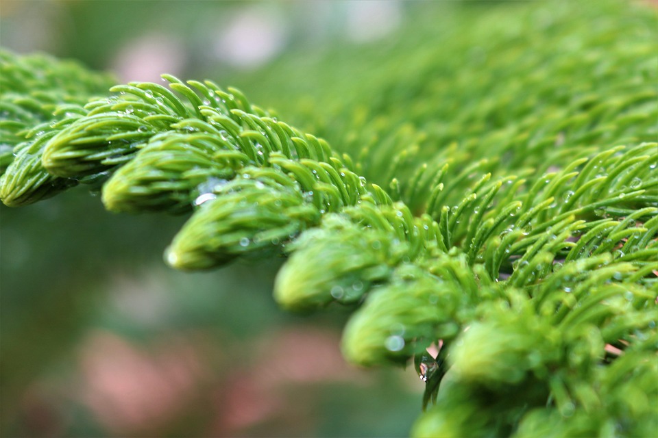 松树的叶子 绿色 松树 - Pixabay上的免费照片 - Pixabay