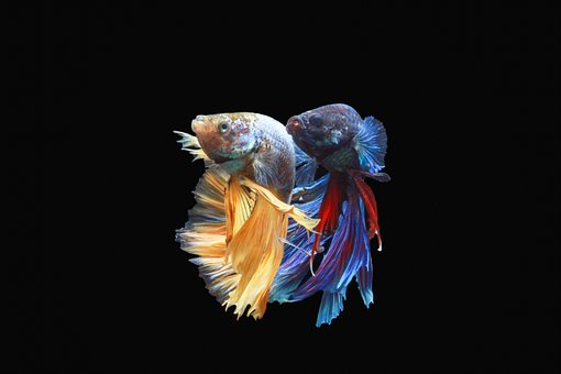 Free Macro Betta photo and picture