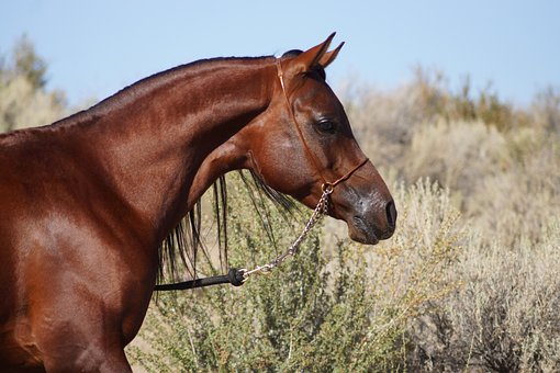 Free Horse Stallion photo and picture