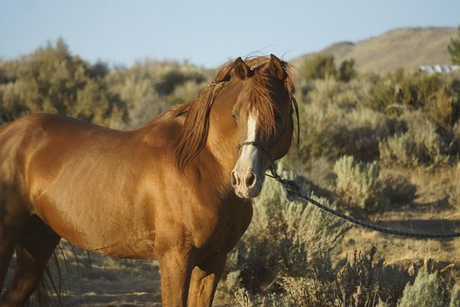 Free Horse Stallion photo and picture
