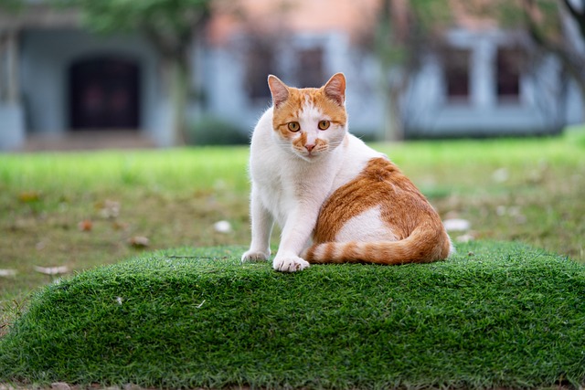 Free Cat Pet photo and picture