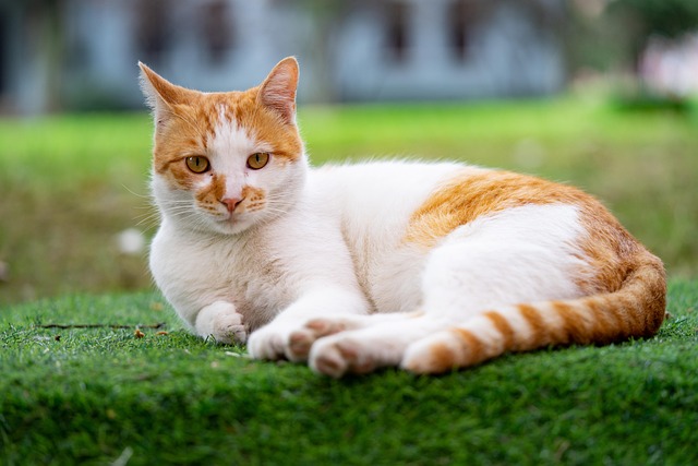 Free Cat Pet photo and picture