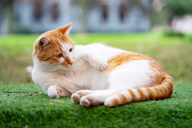 Free Cat Pet photo and picture