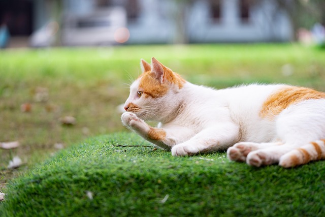 Free Cat Pet photo and picture