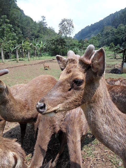 Free Thr Juanda Thr photo and picture