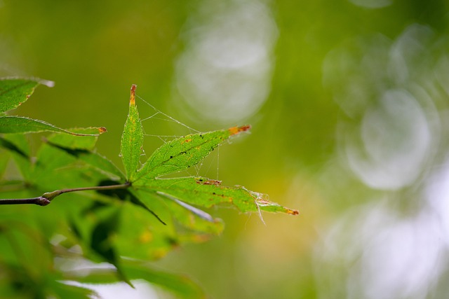 Free Autumn Leaves photo and picture